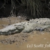 crocodile_american_tar_h_1485_cos2488.jpg